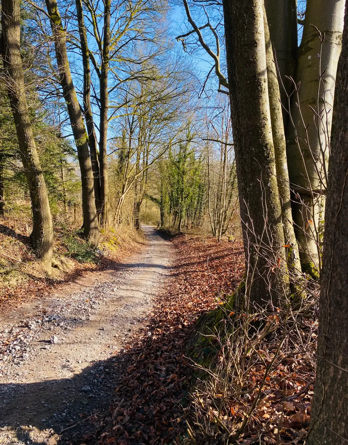 Montée sur un chemin forestier en gravel