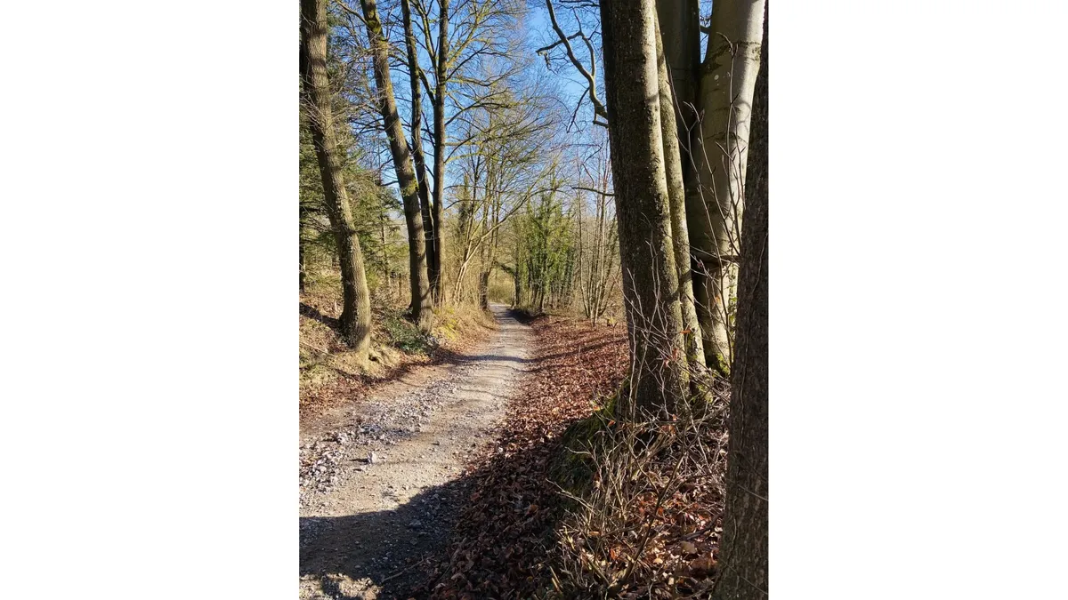 Chemin forestier en Wallonie, terrain typique d'une sortie de plusieurs jours